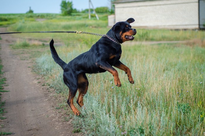 散歩中に尻尾を立てて立ち上がる犬