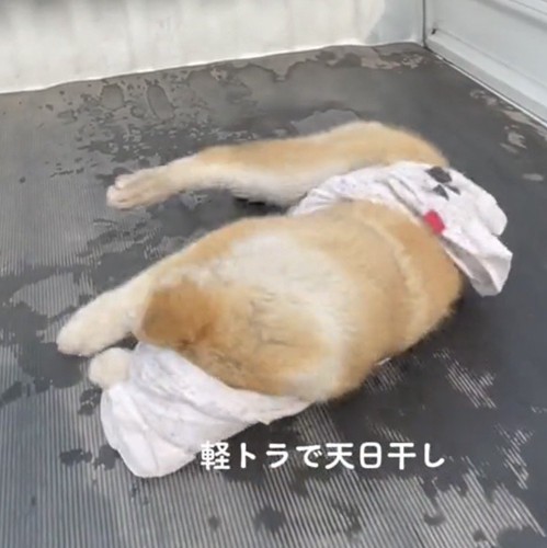 タオルを抱え込む犬