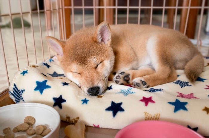 ケージ内のベッドの上で眠る柴犬の子犬