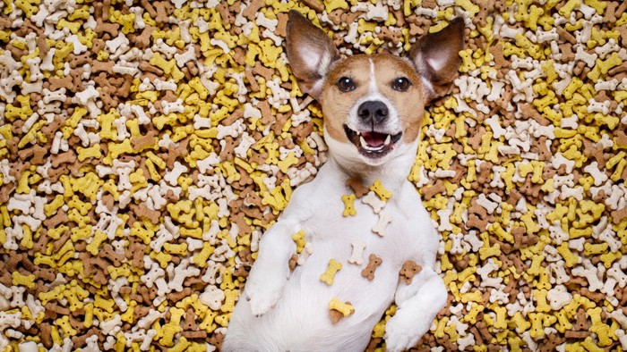 クッキーにまみれる犬