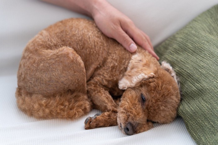 薄目で肩を撫でられている犬