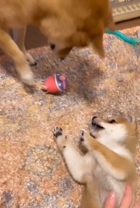 おもちゃを落とす赤ちゃん犬