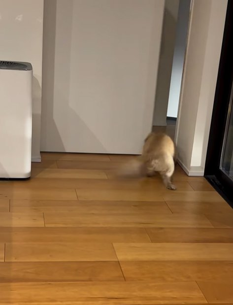 開いたドアから出ていく小型犬