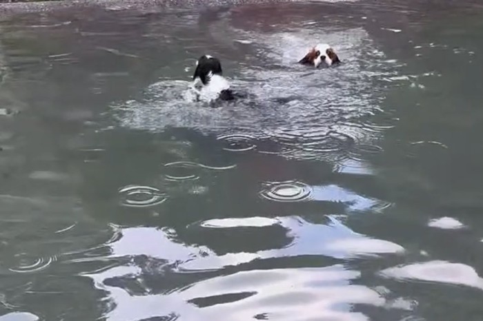 ターンして戻る犬