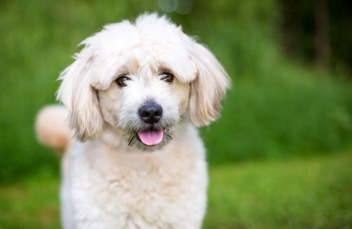 正面を見つめて楽しそうな表情のポメプー