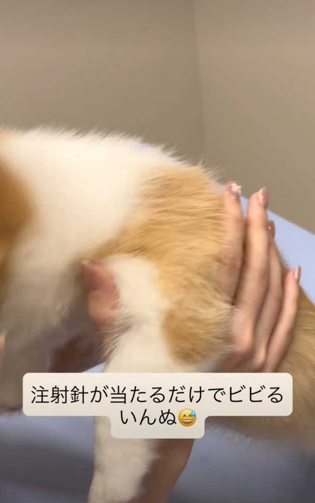 項垂れる子犬