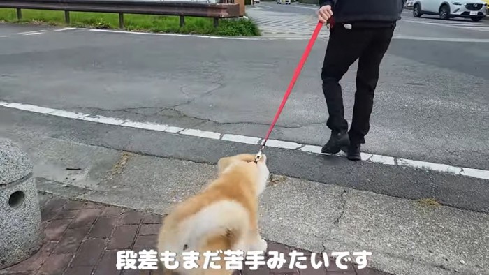 尻込みする秋田犬をひっぱる飼い主