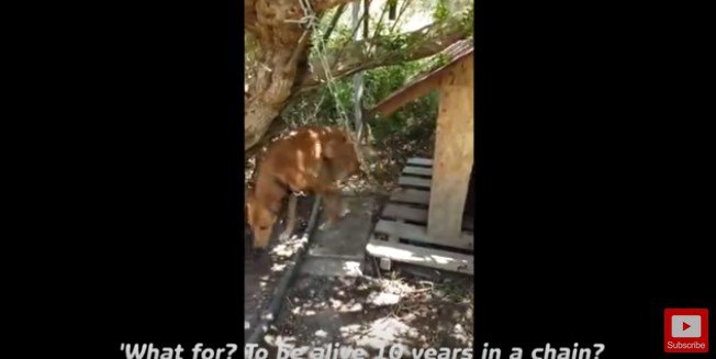 犬小屋の外