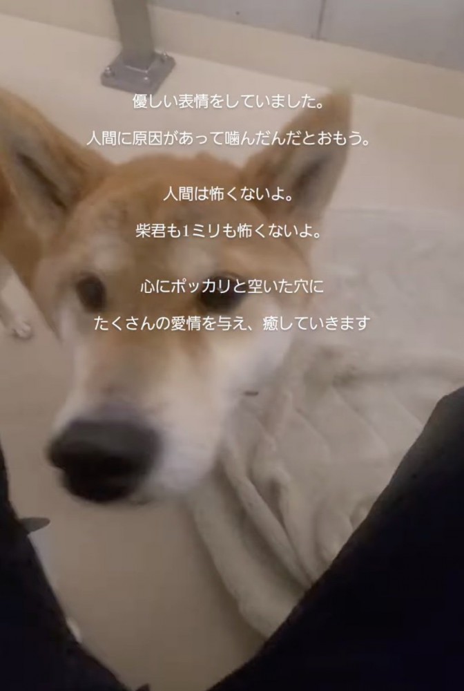 近寄ってくる柴犬