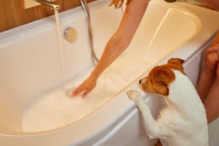 バスタブを覗く犬