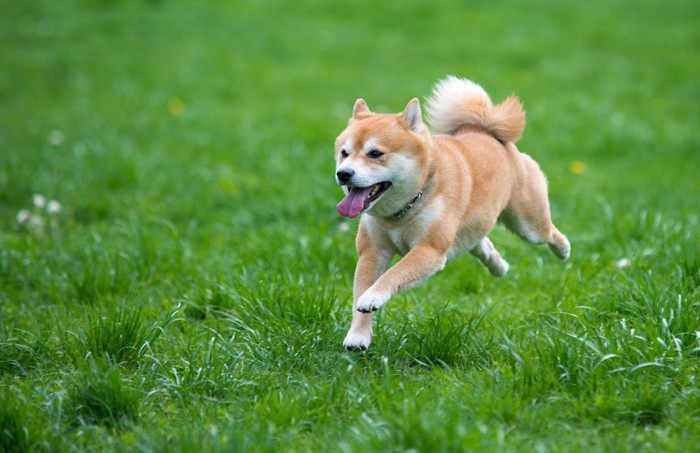 芝生を走る柴犬