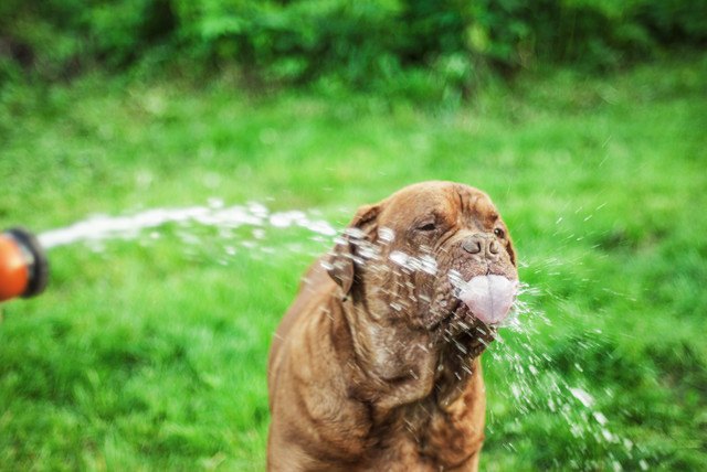 ホースの水を飲むナポリタンマスティフ