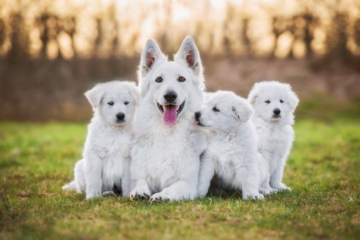 芝生に座る子犬と母犬