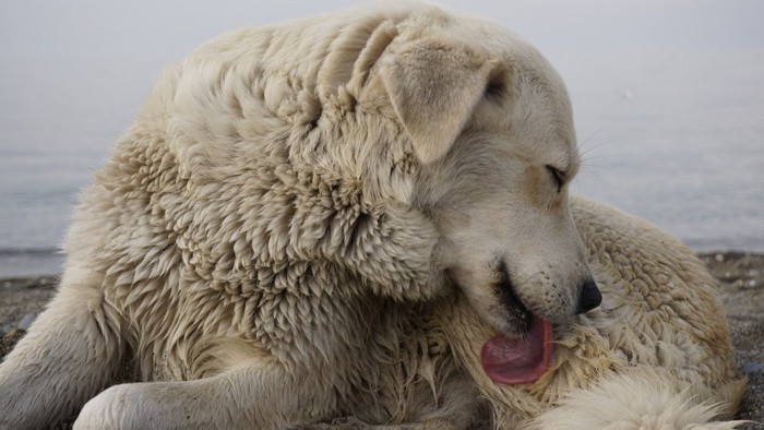 自分の身体を舐める犬