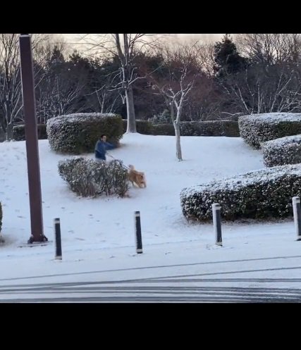 シンバくんに引っ張られるパパ