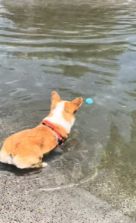 ボールを水に落としたリッツくん5