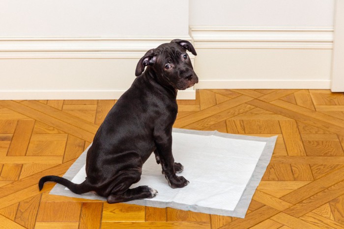 トイレシートの上で見つめる子犬