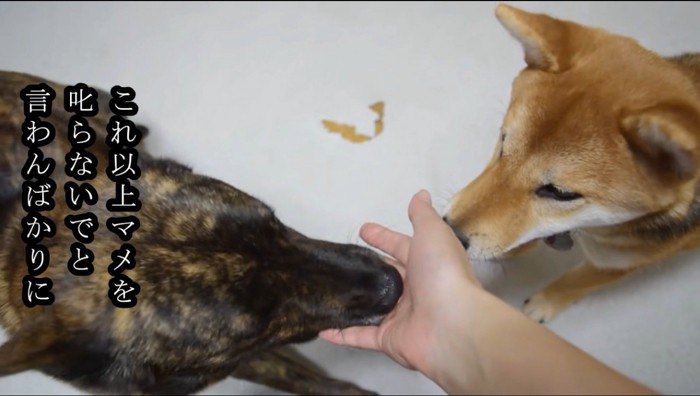 飼い主の手を舐める成犬