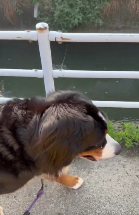 愛犬のお散歩中に…