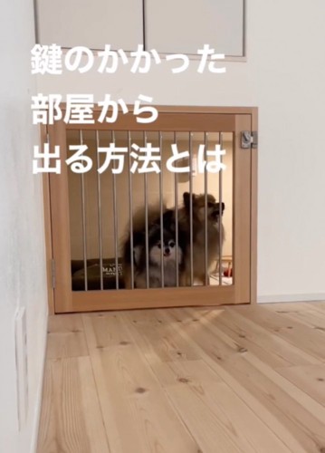 鍵を見上げる犬