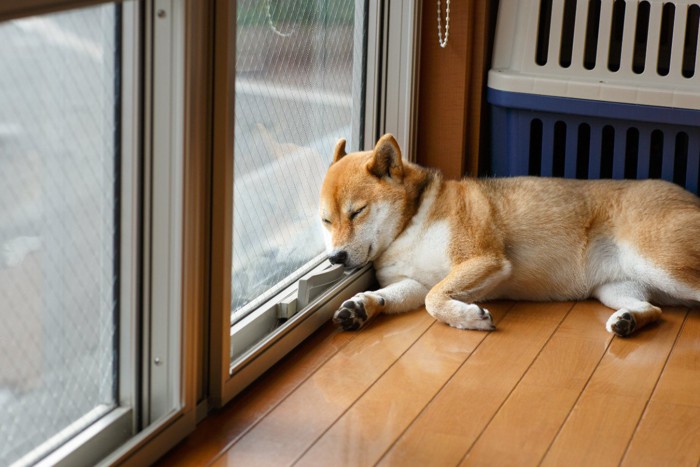 窓に寄りかかって寝ている柴犬