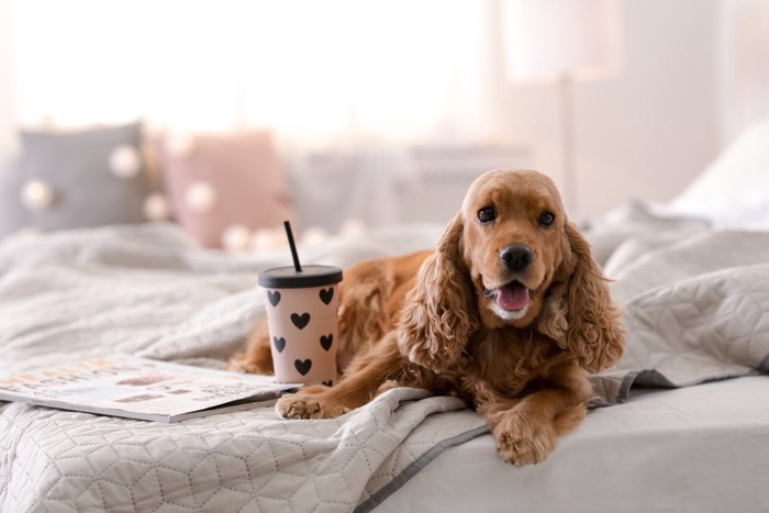 ベッドの上でリラックスしながらこちらを見ている犬