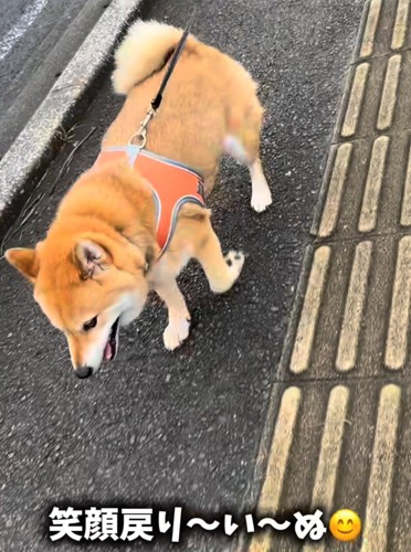 散歩する柴犬3