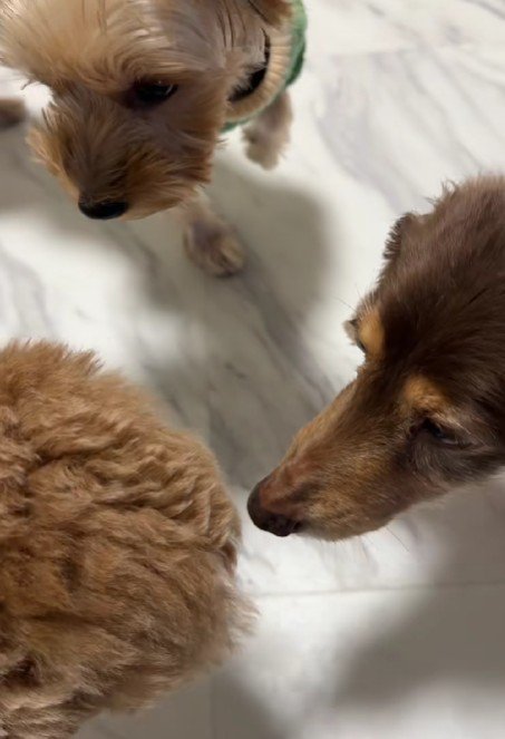 先住犬との初対面