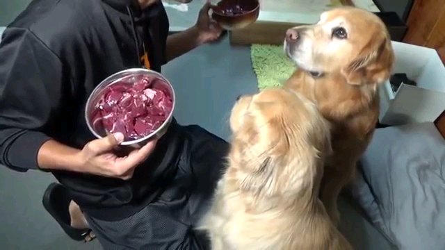 肉を見る犬達