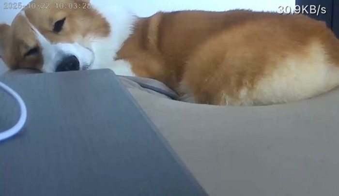 お留守番中のポムちゃん3