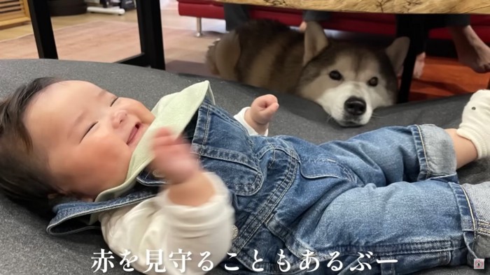 優しくて頼もしい監視犬なのでした♡