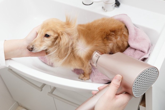 ドライヤーで乾かす犬