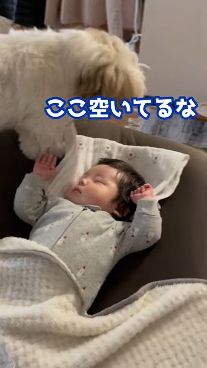 赤ちゃんを見る犬