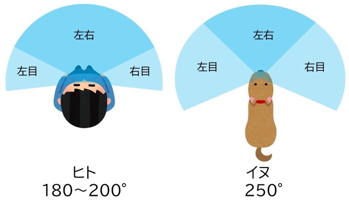 犬と人との視野の比較