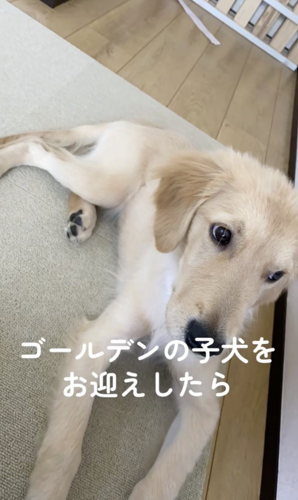 あどけないりんちゃん