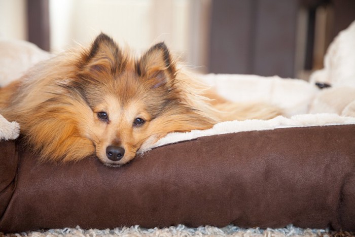 ブラウンのベッドの縁にアゴを乗せている犬