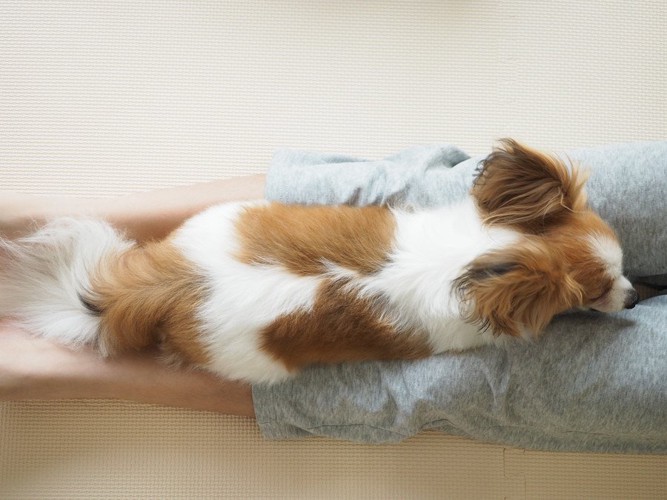 足の間に挟まっている犬