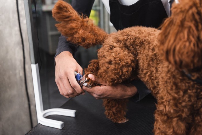 後ろ足の爪を切ってもらう犬