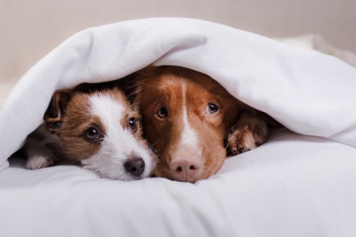 布団にもぐっている2頭の犬