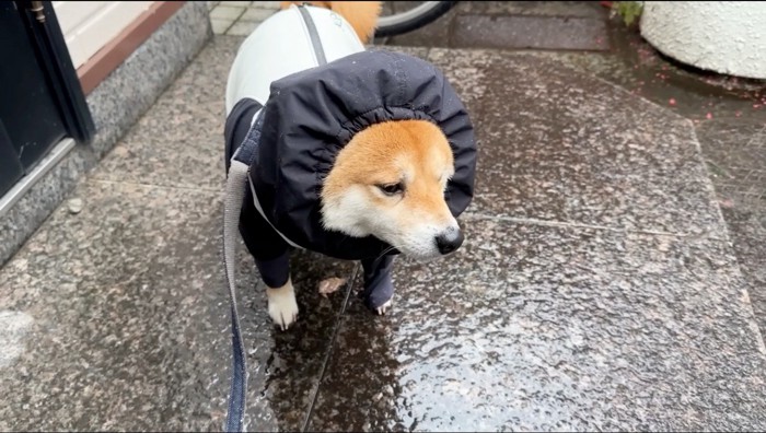 玄関の外で立ち止まる犬