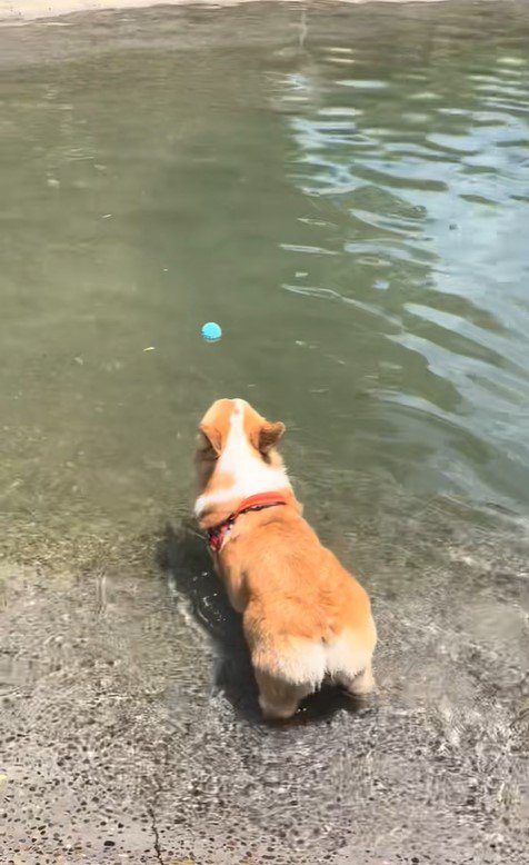 ボールを水に落としたリッツくん9