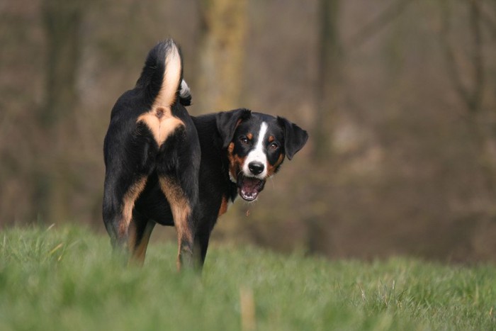 芝生で振り返る犬