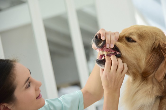 犬が銀杏を食べてしまったとき