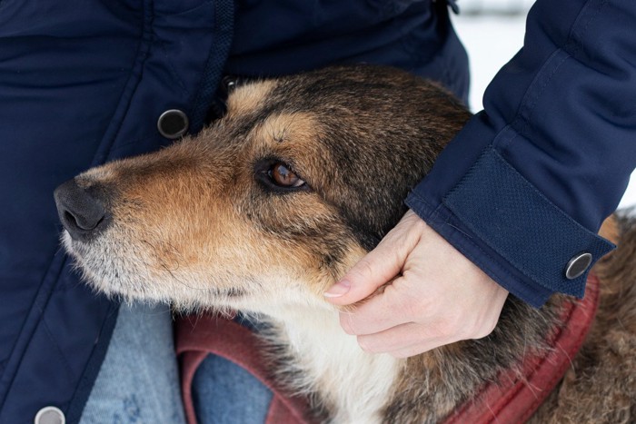 甘えてくる高齢犬