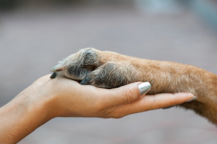 人の手に乗せた犬の前足