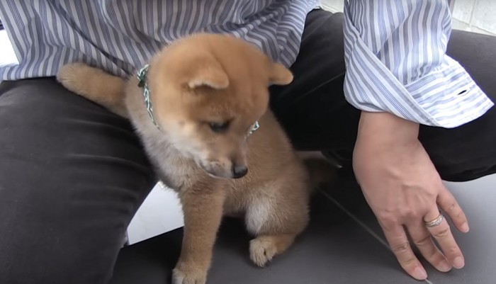 地面に降ろされた子犬