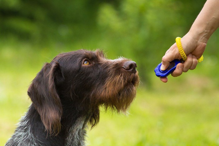 クリッカートレーニングをしている犬