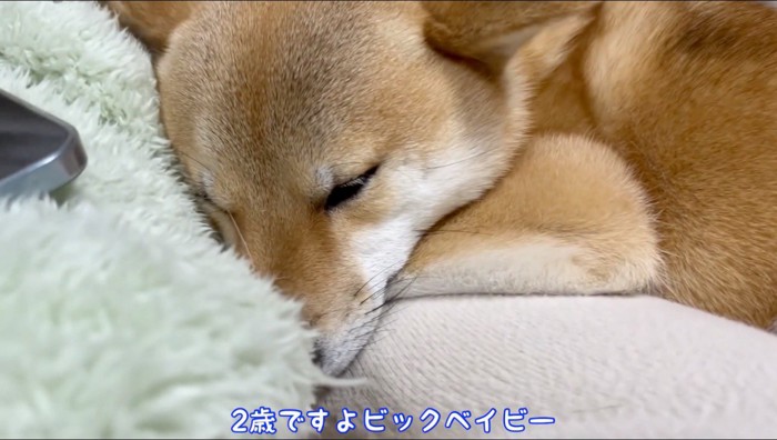 女性の膝の上で眠るオスの柴犬