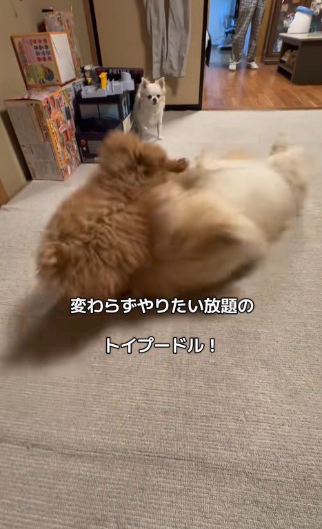 みるくちゃんと蘭ちゃん9