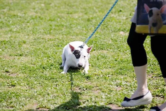 歩こうとしない犬